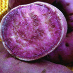 Purple Sweet Potato Slips, Sweet Potato Vine Live Plant - 10 Slips - Non-Gmo Organic - Well Rooted - Zone: 10-11- Outdoors - Full Sun