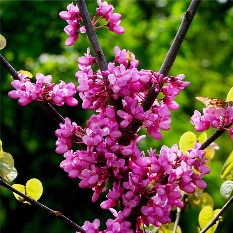 Pink Redbud Tree Live Plant - 2-3 Ft - Cercis Canadensis- Zones 5-9 - 2 Year-Old Seedling Red Bud Trees Live Plants Outdoor Fast Growing