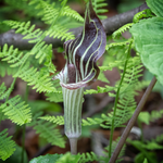 10 Jack In Pulpit Bulbs For Planting