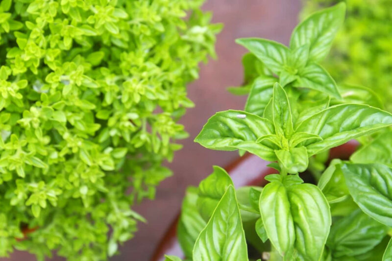 2 Sweet Basil Plants for Sale - 3 to 5 Inc Tall - Large Leaf Italian Basil Plants, Basil Plant Pot 4''