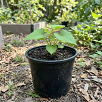 1 PPP Sweet Potato Live Plant, Starter Plant, 4 to 7 Inches Tall