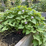 1 PPP Sweet Potato Live Plant, Starter Plant, 4 to 7 Inches Tall