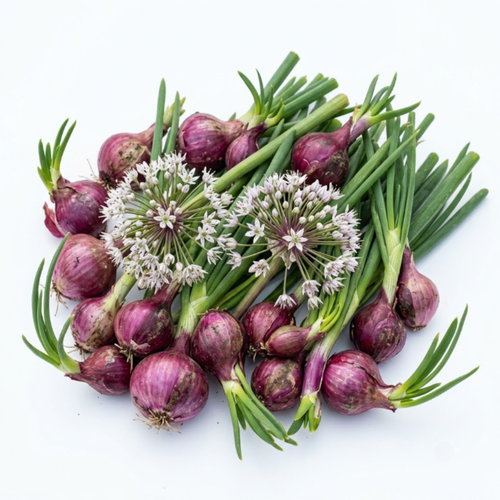Set 20 Walking Onion Bulbs, Egyptian Onion Bulbs, Perennial Garden Herb