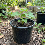 Sweet Potato Plant Live, 4 to 7 Inches Tall, Outdoor Garden Plant
