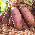 Sweet Potato Plant Live, 4 to 7 Inches Tall, Outdoor Garden Plant