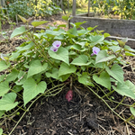 Sweet Potato Plant Live, 4 to 7 Inches Tall, Outdoor Garden Plant