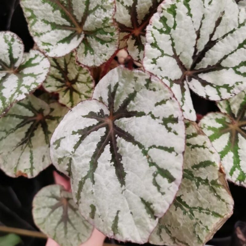 Silver Dollar Rex Begonia Plant Potted