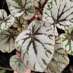 Silver Dollar Rex Begonia Plant Potted