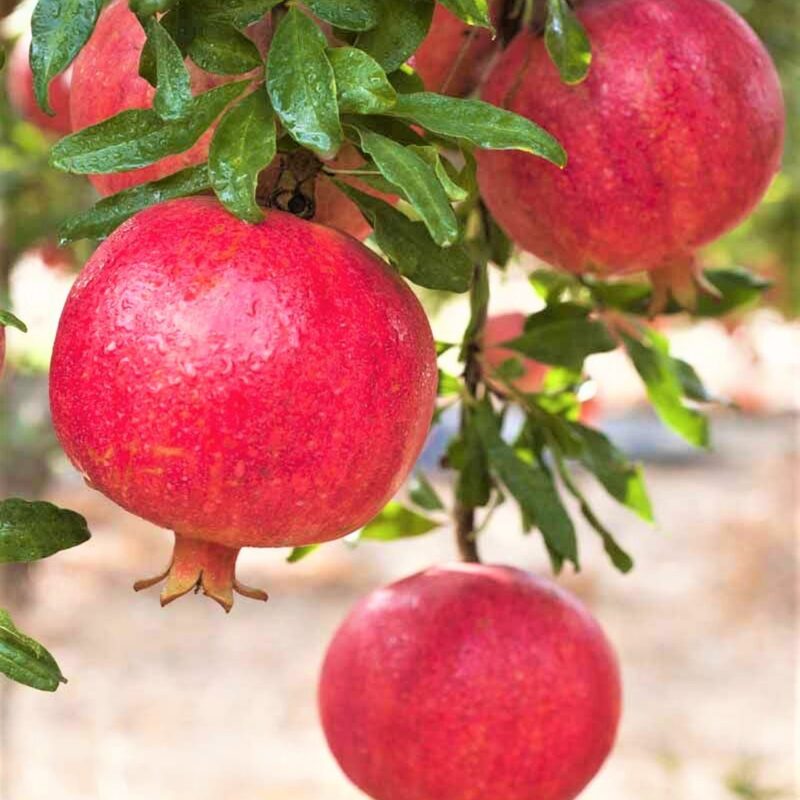Pomegranate Tree Live Plant - Wonderful Pomegranate -8 to 10 Inch Tall, 4 Inch Pot