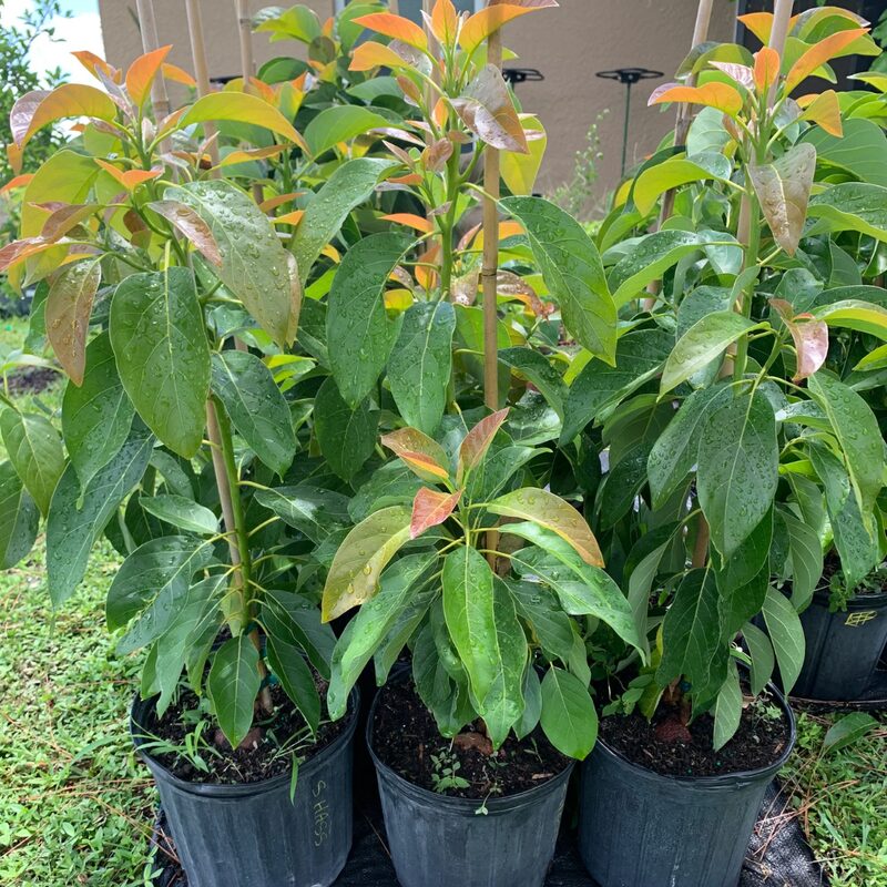 Large Avocados Long Neck Tree Plant, 3 Ft Tall, Potted, Grafted Long Neck Avocado Plant Live Tree In Pot, No CA