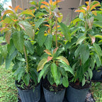 Live Long Neck Avocado Trees, Grafted Long Neck Avocado Plant Live Tree In Pot, 24 Inc To 36 Inc, No CA