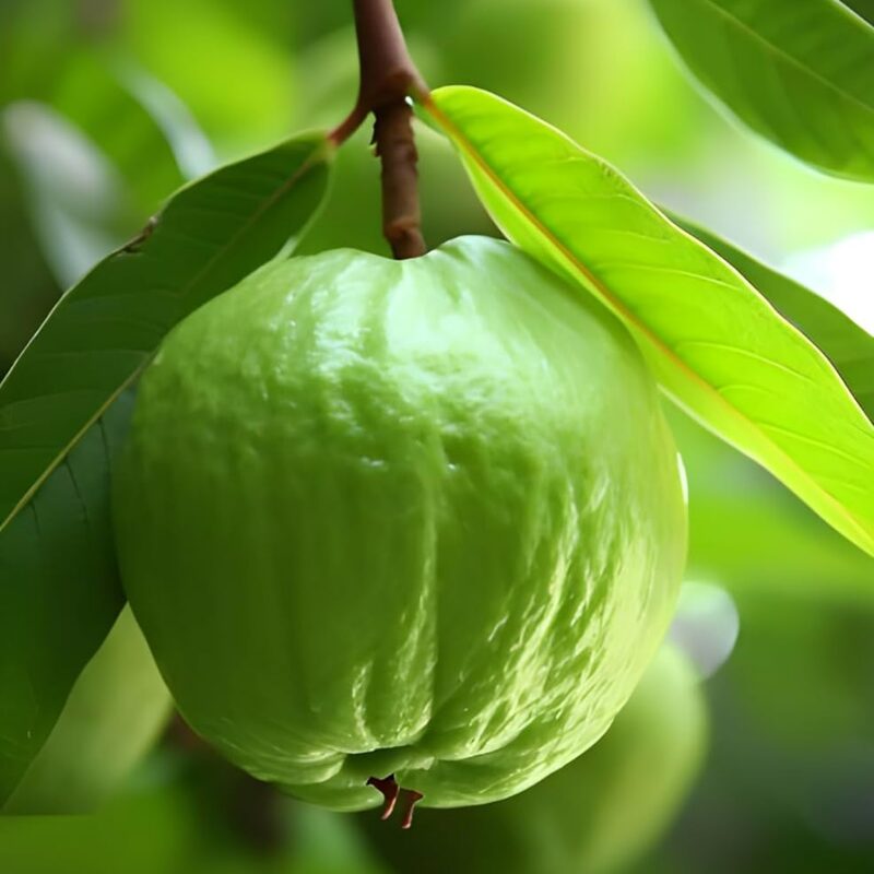 Kilo White Guava Tree Live Plant