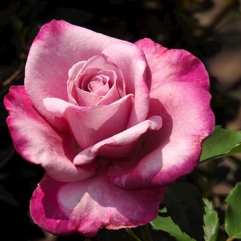 Fragrant Plum Rose Bush