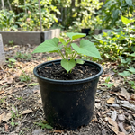 Sweet Potato Garden Plant, Live Starter Plant, 4 to 7 Inches Tall