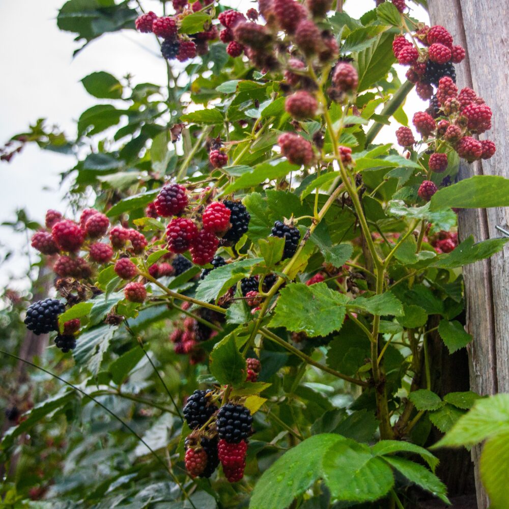 Set 2 Blackberry Plants Live, Navaho Blackberries Plants for Planting, Blackberry Bush Live Plant, Fruit Trees Live Plant 5 to 9 Inches Tall