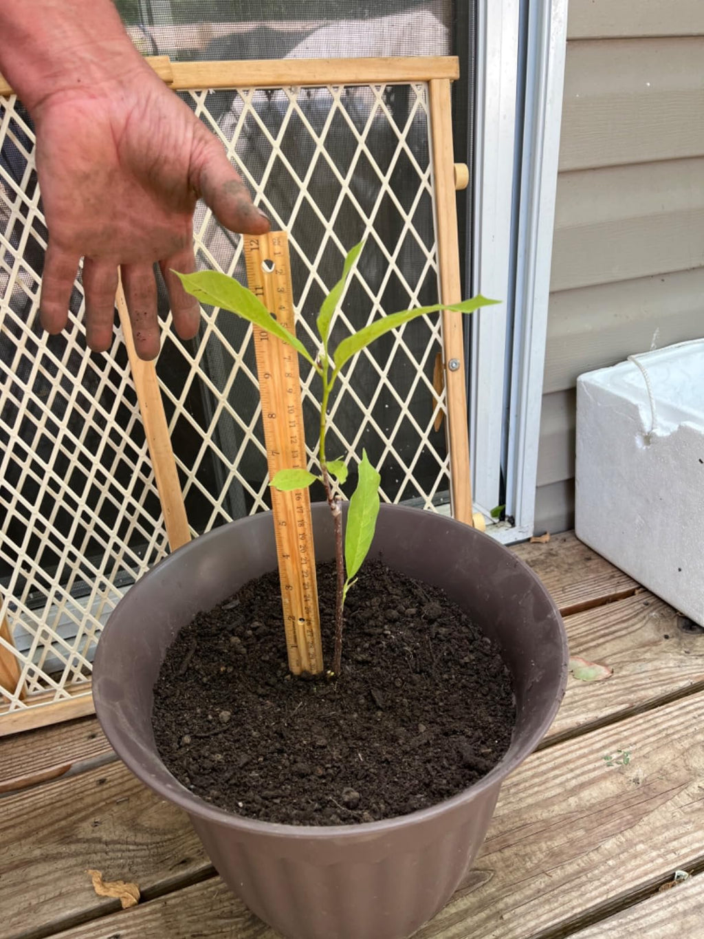 Saucer Magnolia Shrub - 6-12" Tall - 2.5" Pot - Magnolia x Soulangeana