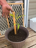 Saucer Magnolia Shrub - 6-12" Tall - 2.5" Pot - Magnolia x Soulangeana