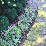 Variegated Lilyturf Grass Live Plant - Liriope Grass in 2.5 Inch Pot for Ornamental Groundcover