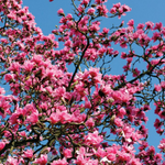 2 Ann Magnolia Plants 6-12 Inch Height