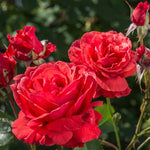 Fragrant Cloud Rose Plant Live, 2 Quart Rose Potted Live Plant