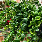 Twisted Curly Lipstick Vine, In 3" Pot