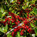 2 Yaupon Holly Trees