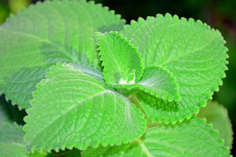 4 Variegated Cuban Oregano Plants Live, 4 to 6 Inc Tall