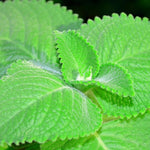 03 Mix Cuban Oregano Plants Live, 3 to 6 Inc Tall, Green Variegated Mexican Mint Plant