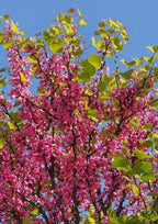 Pink Redbud Tree Live Plant - 2-3 Ft - Cercis Canadensis- Zones 5-9 - 2 Year-Old Seedling Red Bud Trees Live Plants Outdoor Fast Growing