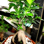 Ficus Microcarpa Ginseng - Ficus Bonsai