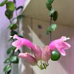 Aeschynanthus Pink Lipstick Plant