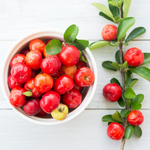 Barbados Cherry Tree Live Plant Acerola 1 Feet