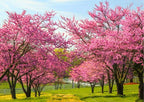 Purple Pink Redbud Tree Live Plant - 2-3 Ft - Zones 5-9 - 2 Year-Old Seedling Red Bud Trees Live Plants Outdoor Fast Growing