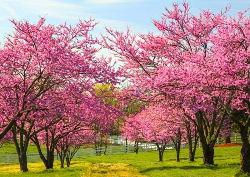 Purple Pink Redbud Tree Live Plant - 2-3 Ft - Zones 5-9 - 2 Year-Old Seedling Red Bud Trees Live Plants Outdoor Fast Growing