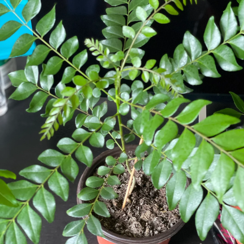 3 Curry Leaf Plants Live 5-9 Inc, 4 Inc Pot (Murraya Koenigii)