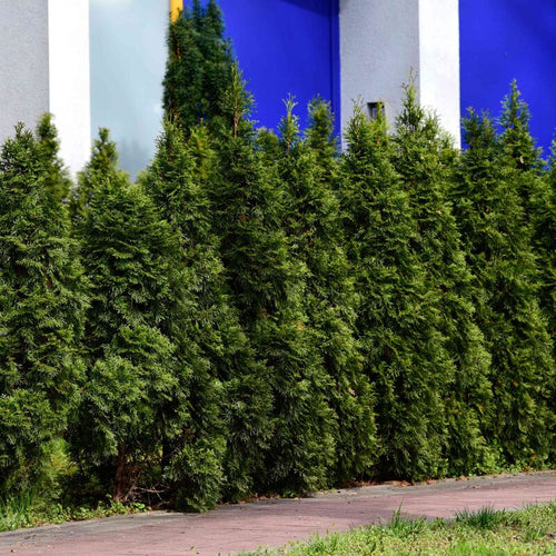 20 Leyland Cypress Trees Live Plants - Zone: 5-9