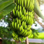 2 Grand Nain Banana Plants 4-8 Inc