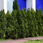 50 Thuja Green Giant Arborvitae Trees Live Plants - 2.5" Pot - 6-14" Tall