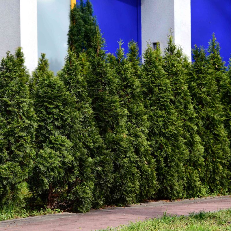50 Thuja Green Giant Arborvitae Trees Live Plants - 2.5" Pot - 6-14" Tall