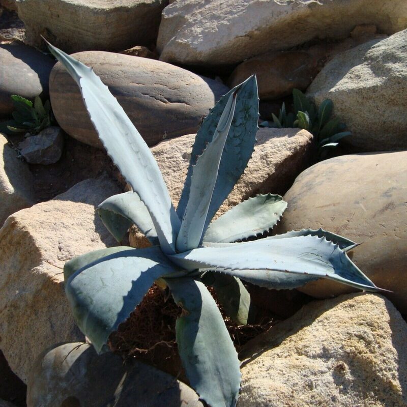Set 2 Blue Agave Tequilana Tequila Plants Live Maguey Tree Plant - 4" Well Rooted, No Pot