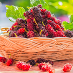 Red Mulberry Plant 5-8 Inc Tall