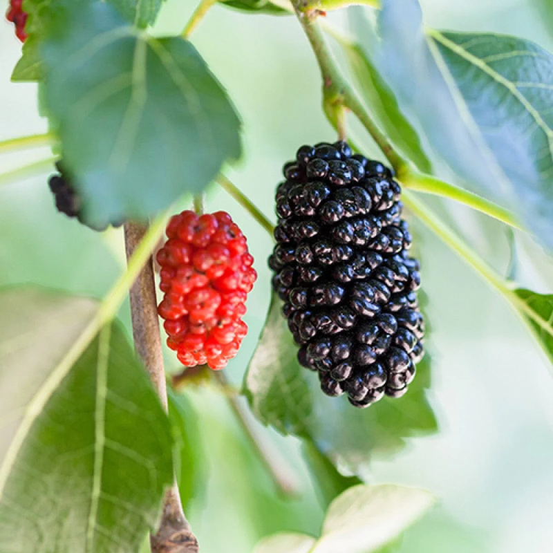 2 Illinois Everbearing Mulberry Trees 5-8 Inch Height