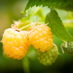 4 Fall Gold Raspberry Trees Plant 4-8 Inch Tall