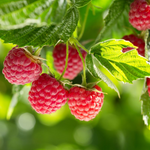 4 Red Raspberry Trees Plant 4-8 Inch Tall