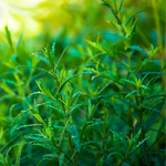 2 Tarragon Plants Mint Herb 4-8" Tall