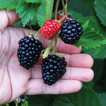 Triple Crown Blackberry Plants