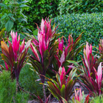 3 Cordyline Red Sister Hawaiian Ti Plants Rooted 7 To 10 Inch Tall