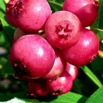 Pink Lemonade Blueberry Plant