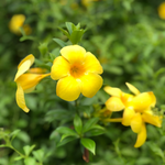2 Yellow Allamanda Live Plants 4-6 Inc