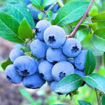 O'neil Blueberry Plant